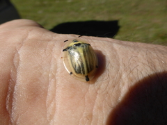 Aspidimorpha angolensis