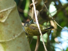 Picumnus exilis