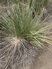 Yucca constricta