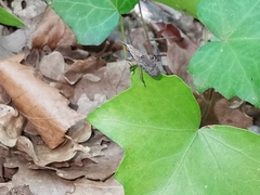 Coremacera marginata