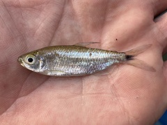 Bryconalestes intermedius