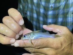 Chrysichthys ogooensis