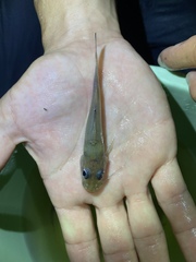 Chrysichthys ogooensis