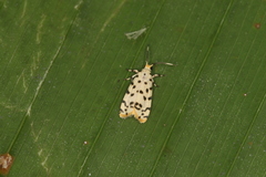Epeiromulona icterinus