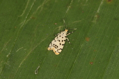 Epeiromulona icterinus
