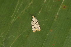 Epeiromulona icterinus