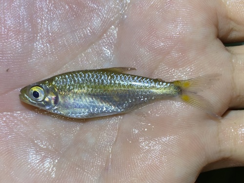 Lambert's tetra (Nannopetersius lamberti) — Alestidae — 2