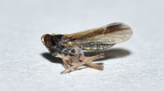 Tarophagus colocasiae