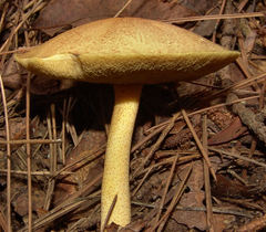 Suillus hirtellus