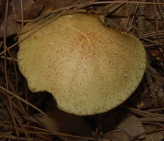 Suillus hirtellus