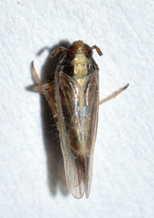 Tarophagus colocasiae