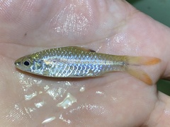 Enteromius holotaenia