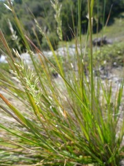 Calamagrostis ophitidis