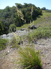 Calamagrostis ophitidis