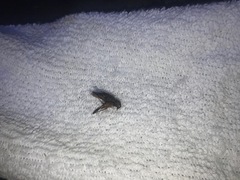 Cerastipsocus venosus