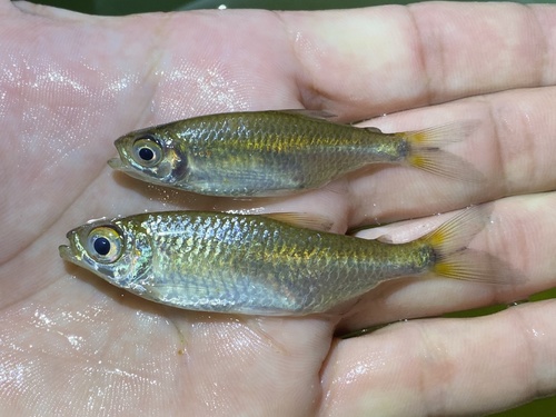 Intermediate robber (Brycinus intermedius) — Alestidae — 2