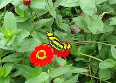 Philaethria diatonica