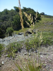 Calamagrostis ophitidis