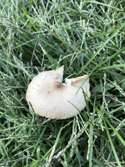 Chlorophyllum molybdites