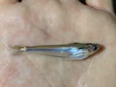 Pareutropius debauwi