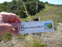 Calamagrostis ophitidis