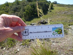 Calamagrostis ophitidis
