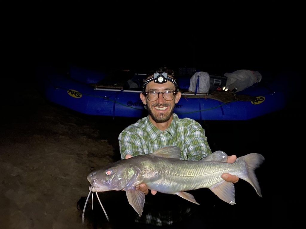 Ogowe catfish (Chrysichthys ogooensis) — Claroteidae