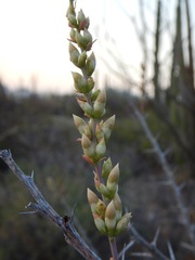 Fouquieria burragei