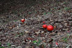 Amanita hemibapha
