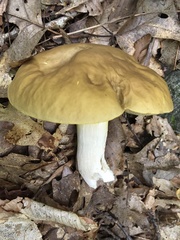 Boletus gertrudiae