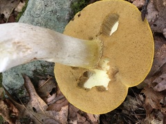 Boletus gertrudiae