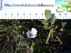 Calochortus umbellatus