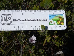 Calochortus umbellatus