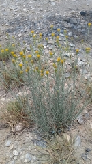 Porophyllum scoparium