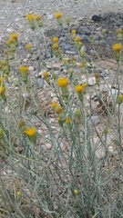 Porophyllum scoparium