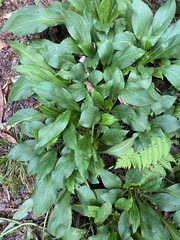Solidago glomerata