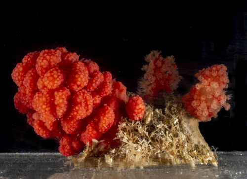 Gersemia rubiformis (Ehrenberg, 1834)