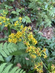 Solidago glomerata