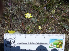 Platystemon californicus