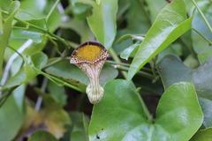 Aristolochia triangularis