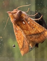 Papaipema leucostigma