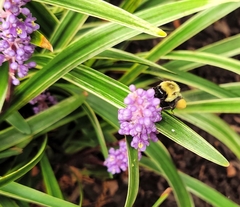 Bombus impatiens