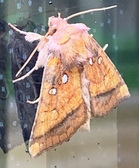 Papaipema leucostigma