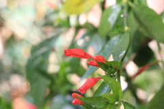 Ruellia angustiflora