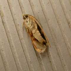 Heliothodes diminutiva