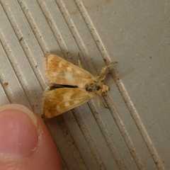 Heliothodes diminutiva