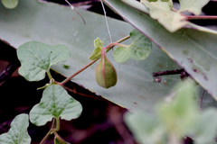 Aristolochia wrightii