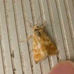 Heliothodes diminutiva