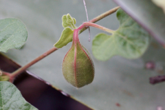 Aristolochia wrightii