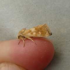 Heliothodes diminutiva